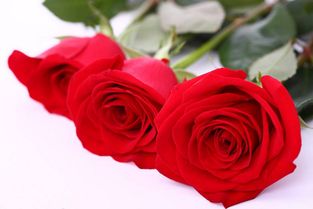 红色玫瑰花语是什么？