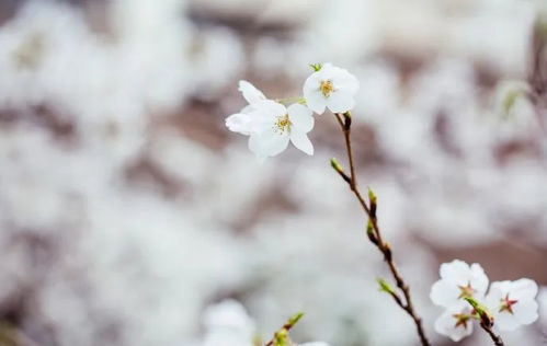 武汉的樱花开了,我想你了