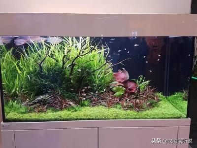 水族箱造景 鱼缸可以怎样造景