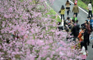 什么样的八字桃花运比较旺