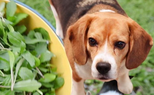 狗狗吃草,不仅是为了助消化,还有这几个原因