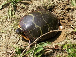 乌龟几岁下蛋 
