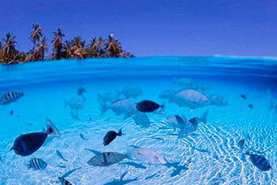 马尔代夫伊露岛水飞多少钱一趟体验海洋的奢华之旅（马尔代夫伊露岛排名）