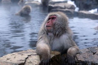 日本猕猴泡温泉享乐被围观 
