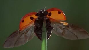 七星瓢虫专吃什么的蚜虫 瓢虫爱吃什么叶子