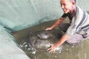 泉州承天寺揭开 鳖王