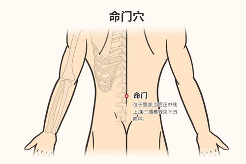 命门火衰,阳事不举 射得快怎么办 中医 关键在于温补肾阳