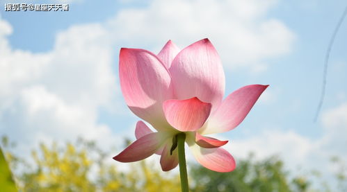 算命师傅 农历10月,桃花一箩筐,横财大旺,顺字当头的属相