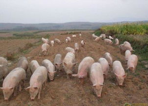 今年养猪机会如何 多地猪价上涨,大跌之后是否迎来大涨