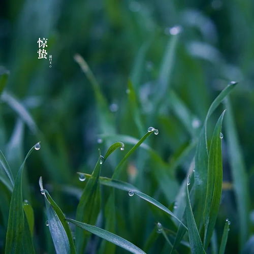 微雨众卉新,一雷惊蛰始