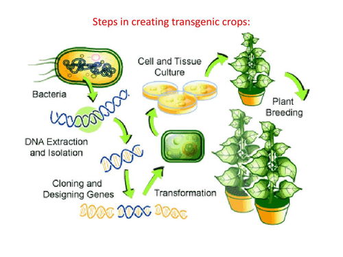 重写生命的 剪刀 CRISPR Cas9基因编辑技术