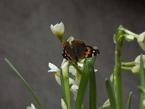 花香蝶自来