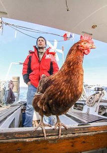 法国小伙携宠物鸡航游世界 一只鸡的奇妙环球之旅