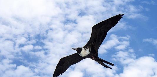 世界上飞得最快的鸟,快过布加迪威龙,418公里每小时了解一下