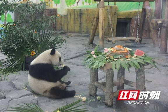 关于熊猫吃竹笋诗句