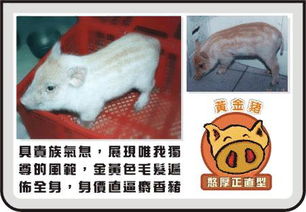 台湾宠物山猪在台湾哪里可以买到 要求要有联系方式 
