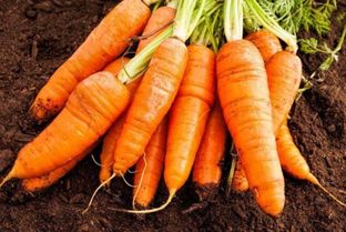 胡萝卜是碳水化合物吗,胡萝卜最高是蛋白质还是糖类