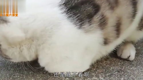 现在的猫和狗跟一家人似的 