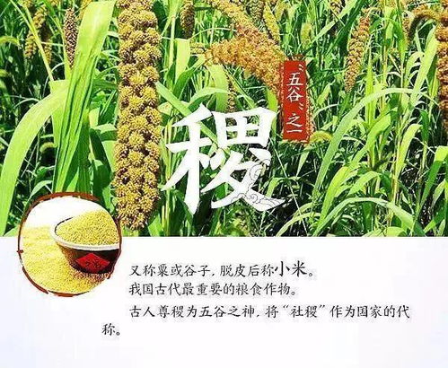 德育微课堂 系列56 食育 给孩子终生受益的教育