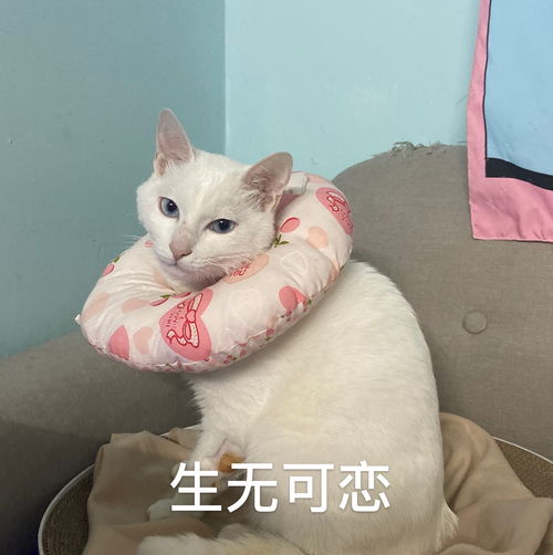 野猫经常跑进家里打我的猫怎么办 