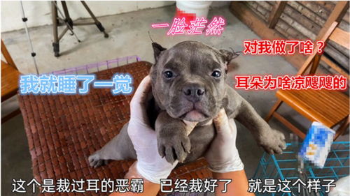 寻得蠢萌恶霸幼犬,网友要求给狗子裁耳,狗子醒来满脸迷茫 蠢萌 