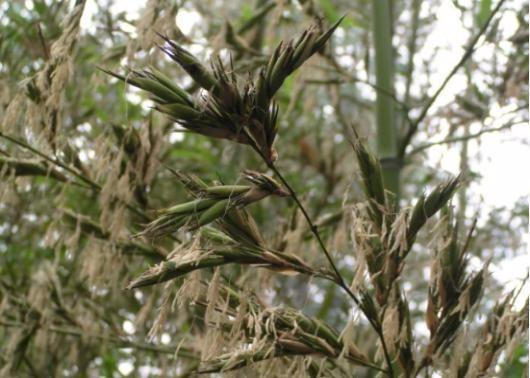 竹子是属于被子植物还是裸子植物 为什么 