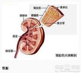 肾阴阳两虚用什么方剂