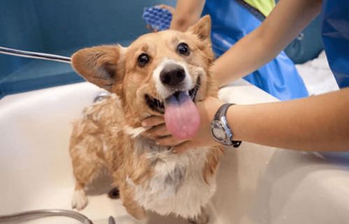 狗狗洗澡讲究多,多久洗一次澡才最合适呢