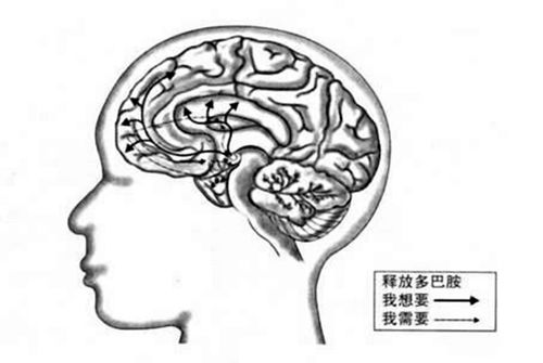 孩子手机上瘾的元凶是 反馈系统 ,影响大脑可塑性,要学会疏通