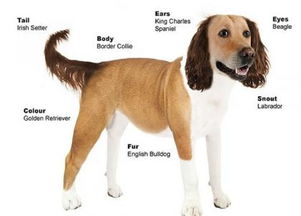 英国调查综合出最理想狗狗的外貌 中型长耳短毛