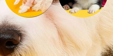 亮黄色粉红色狗狗可爱地毯地垫圆形图片素材 效果图下载 现代简约地毯大全 编号 17656925 