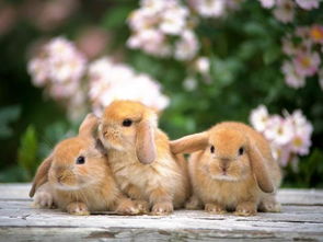 三只长耳兔 三只长耳兔壁纸三只长耳兔壁纸下载 