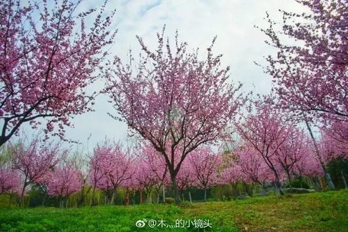 这是网友随拍南信大的 十里桃林 ,美醉了