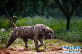 世界上最凶猛的狗排名,十大最凶悍的犬类排行 