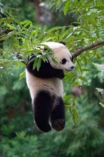 发熊猫啦 动物园之星 ,体验真实的动物园经营