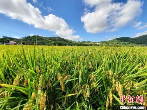 现在杂交水稻大米都去哪了,中国种的水稻有多少是杂交稻？