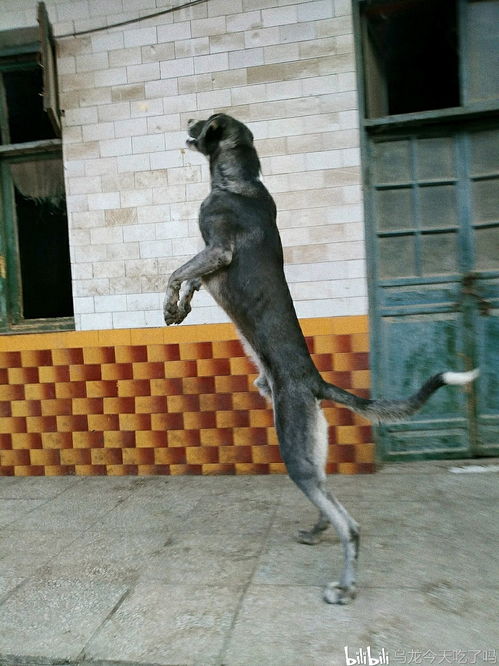 中国本土 哮天犬 ,坚韧美丽又优雅的本土犬种 下