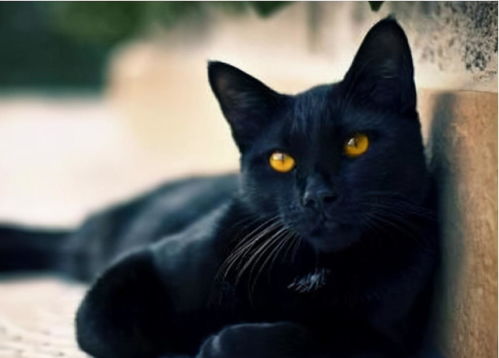 黑色的猫不要随便养,一旦养了,夜晚就像在体验恐怖片