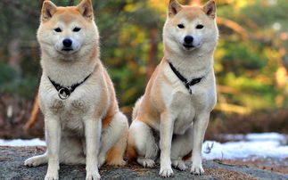 日本名犬秋田犬价格表,2万元左右的宠物狗？