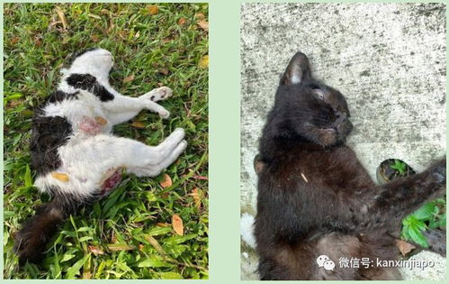 新加坡20多只流浪猫惨死街头,现场触目惊心...