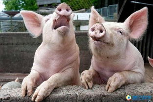 家畜中的猪最怕什么动物和叫声