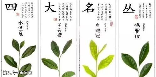 武夷岩茶的 行话 ,你知道几个