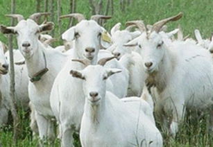 刚段奶 小白山羊羔 多少钱一只 养殖种植栏目 