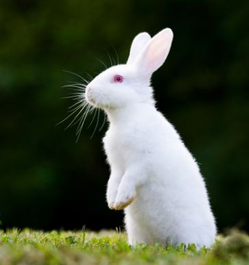 生肖兔 揭秘属兔人的命运与婚姻,人到晚年谁会陪伴 属兔人必看