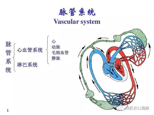 解剖学思维导图完整版