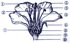 花的胚珠的结构图 信息图文欣赏 信息村 K0w0m Com