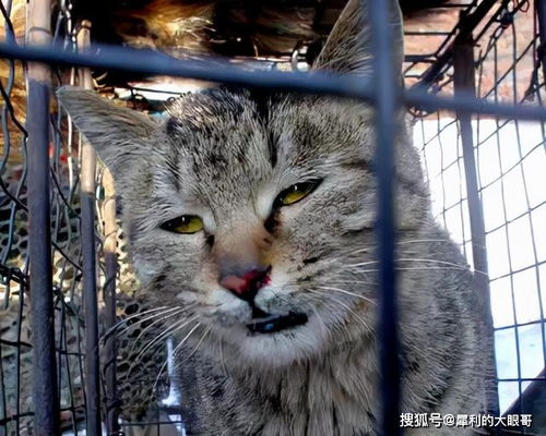 每年20万条狗被屠宰,猫却可以逃过一劫,为什么国人很少吃猫肉