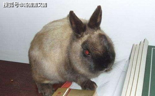暹罗兔有毛球出现不吃不喝的情况怎么办
