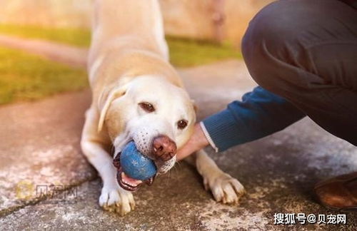 如何训练狗狗捡球回来 怎么教狗狗捡球的教程