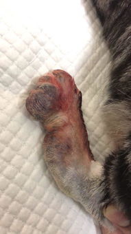 猫后腿肿大,拍片了和骨头没黏连,已经快半年了,走路吃饭啥的都没问题,肿得那块能让医生切掉吗 